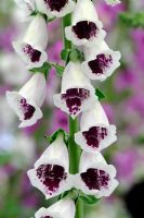 Digitalis purpurea 'Pam's Choice'