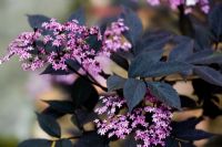 Sambucus nigra 'Black Beauty' in June