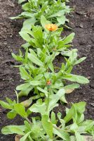 Calendula in a vegetable bed used as companion planting to deter pests
