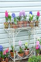 Hyacinths in wirework jardinere