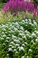 A layered border with Lysimachia clethroides, Polygonum macrophyllum and Lythrum salicaria 'Firecandle' in mixed border