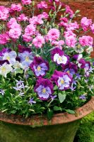 Perfumed pinks, Dianthus 'Tickled Pink' with pansies and Isotoma axillaris growing in a nicely weathered terracotta pot