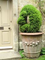Buxus sempervirens clipped into a peacock  and growing in a decorative terracotta pot, fitted with an automatic irrigation pipe                            
