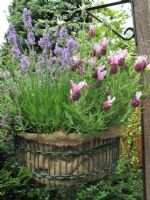Hessian lined wire hanging basket with English and French lavenders - Lavandula stoechas 'Little Bee Rose', 'Tiara' and Lavandula angustifolia 'Little Lady'          
