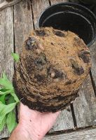 Slugs and woodlice using the hollows formed in the base of a rootball from a plastic pot to hide out during the day and emerge at night to feed                               