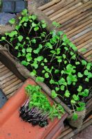 Thinning out seedlings of Radishes 'Rainbow Mixed' a week after sowing in an old wooden box lined with hessian