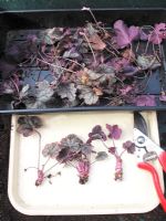 Preparing cuttings from a Heuchera plant whose roots have been eaten away by vine weevil grubs                               
