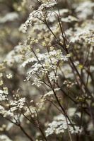 Anthriscus sylvestris 'Ravenswing'