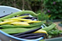 Selection of freshly picked French and runner beans, 'Sonesta', 'Purple Teepee', and 'Scarlet Runners'