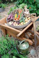 Harvest of summer vegetables in antique sieve and traditional wooden wheelbarrow with garden fork and watering can
