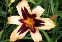 Hemerocallis 'Wild Horses'