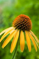 Echinacea 'Mango Meadowbrite' 