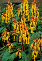 Lachenalia aloides 'Nelsonii' - Cape Cowslip