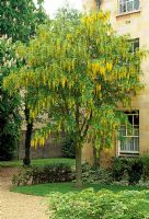 Laburnum