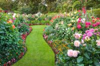 Wavy lawned path between borders with Dahlia flowers and bedding plants