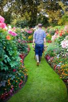 Rear view of man pushing a wheelbarrow along a lawned path between borders of Dahlia