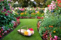 Trug of cut Dahlia flowers on a lawned path between borders of bedding plants