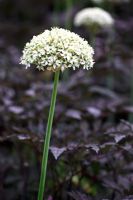 Allium nigrum and Actaea simplex (Atropurpurea Group) 'Brunette' 
