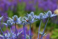 Bees gathering Pollen from Eryngium 'Jos Eijking'