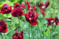 Papaver 'Burgundy Frills'