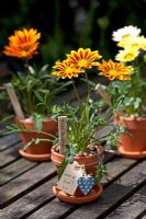 Little pots of Gazania 'Mixed Hybrid'
