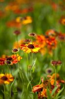 Helenium 'Waldtraut'