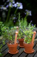 Little terracotta pots of herbs - Mentha x gentillis - Ginger Mint and Rosmarinus - Rosemary 'Sudbury Blue'