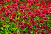 Monarda 'Jacob Cline'