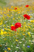 Colourful wildflower with Papaver rhoeas at RHS Harlow Carr, Yorkshire