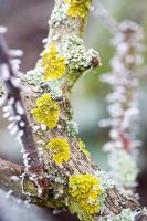 Frosted Lichen on tree bark