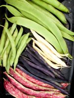 Vegetable exhibit of assorted Beans at autumn vegetable show