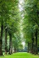 Tree avenue at Westonbirt Arboretum, Gloucestershire