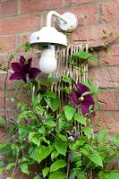 Clematis 'Warsaw Nike' climbing up a willow support beneath an outdoor light 