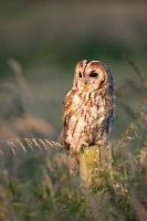 Strix aluco - Tawny owl on a post in the evening light