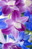 Dendrobium 'Victoria-Regina' - mauve Orchid with Delphinium 'Volkerfrieden'