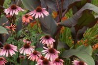 Echinacea 'Arts Pride' and Canna 'King Humbert'