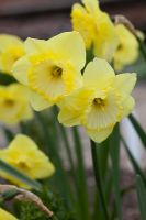 Narcissus 'St Patrick's Day'