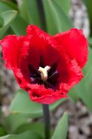 Tulipa 'Valery Gerviev'