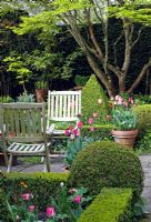 Shaped box hedging, wooden chairs, pots of pink tulips and forget me nots - Manor Farm Holywell, Warwickshire