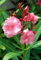 Nerium oleander 'Splendens Giganteum'