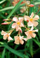 Nerium oleander 'Souvenir d'Emma Schneider'