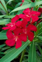 Nerium oleander 'Altini'