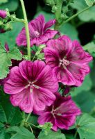 Malva sylvestris subsp. mauritiana