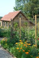 Kitchen garden with Calendula officianalis and Tropaeolum on either side of brick path with willow wigwam supports and wooden barn in background - Heveningham, Suffolk