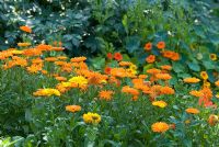 Kitchen garden with Calendula officianalis - Heveningham, Suffolk