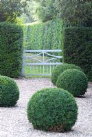 Buxus sempervirens - Box balls in gravel with Taxus hedge and white gate at Heveningham, Suffolk