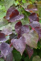 Cercis canadensis 'Forest Pansy' - Eastern Redbud in August with raindrops 