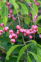 Euonymus phellomanus - Corktree or Spindle bush in August 