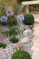 Sempervivum, Armeria, Agapanthus, Buxus - Box balls, Miscanthus and Sedum growing in pebble bed adjacent to paving path and stone bench. Southport Flower Show 2010