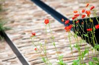 Geum 'Mrs J Bradshaw' in Food For Thought - RHS Hampton Court 2009 